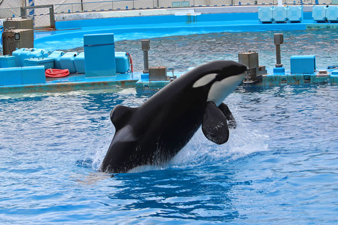 名古屋港水族館のシャチたち アース翔ぶ December 19 続々 動物園ありマス 名古屋港水族館のシャチたち アース翔ぶ December 19 続々 動物園ありマス
