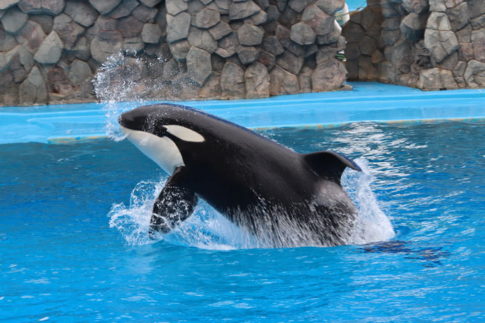 名古屋港水族館のシャチたち アース翔ぶ December 19 続々 動物園ありマス 名古屋港水族館のシャチたち アース翔ぶ December 19 続々 動物園ありマス