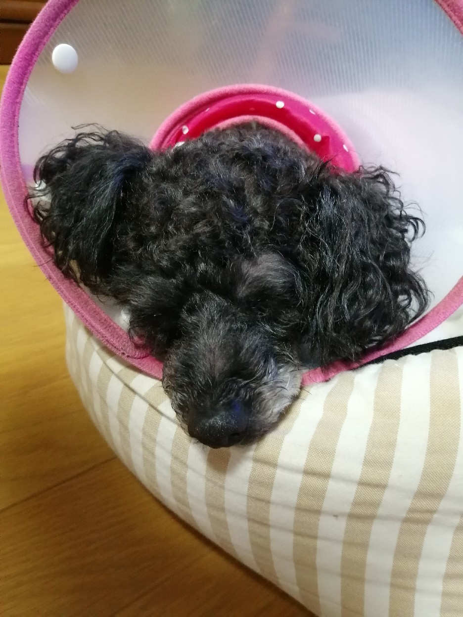 今年も膀胱炎 そして結石 いきあたりばったり 今年も膀胱炎 そして結石 いきあたりばったり
