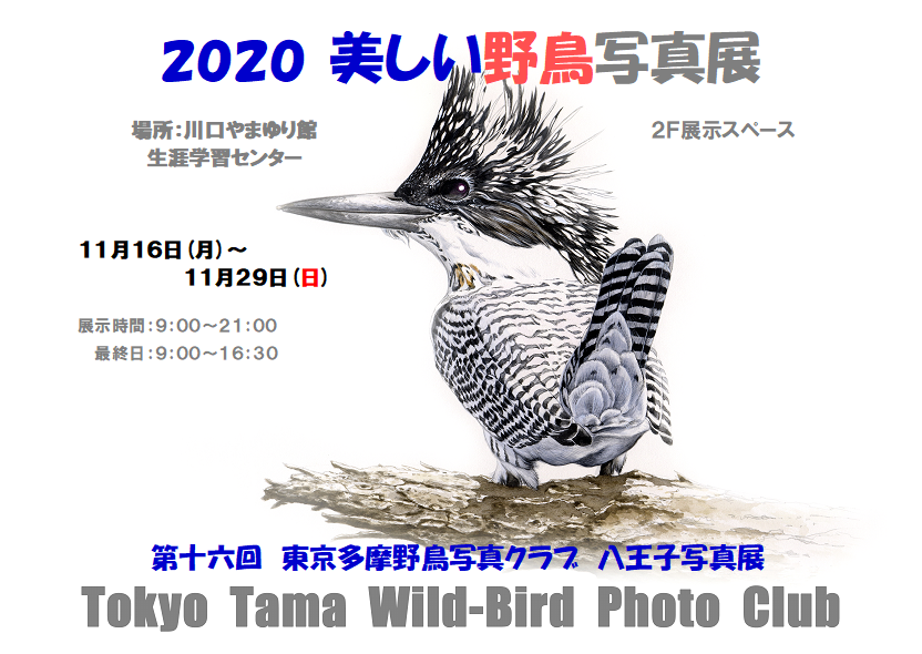Eosrの飛びものの撮り方 測光ポイント領域拡大しないとａｆフォーカス出来ない 野鳥と野鳥写真 観察と展示