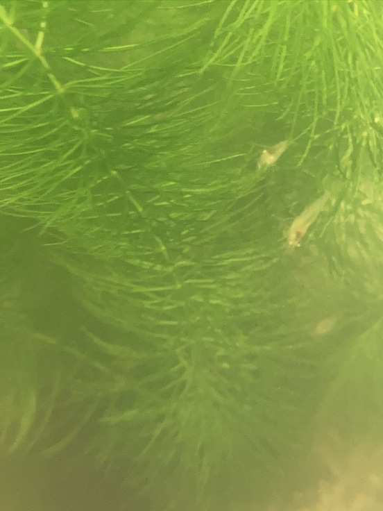 iPhoneSE2 #2_b0060239_13270648.jpeg
