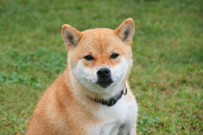 ワンコホテル『ぐうすけ君、ナナちゃん』_e0364854_09495349.jpg