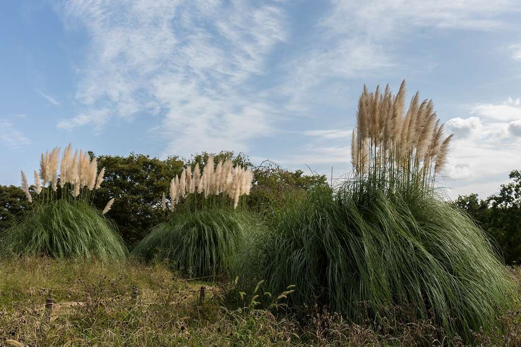 百日草の花に来たシジュウカラ_f0044056_09302408.jpg