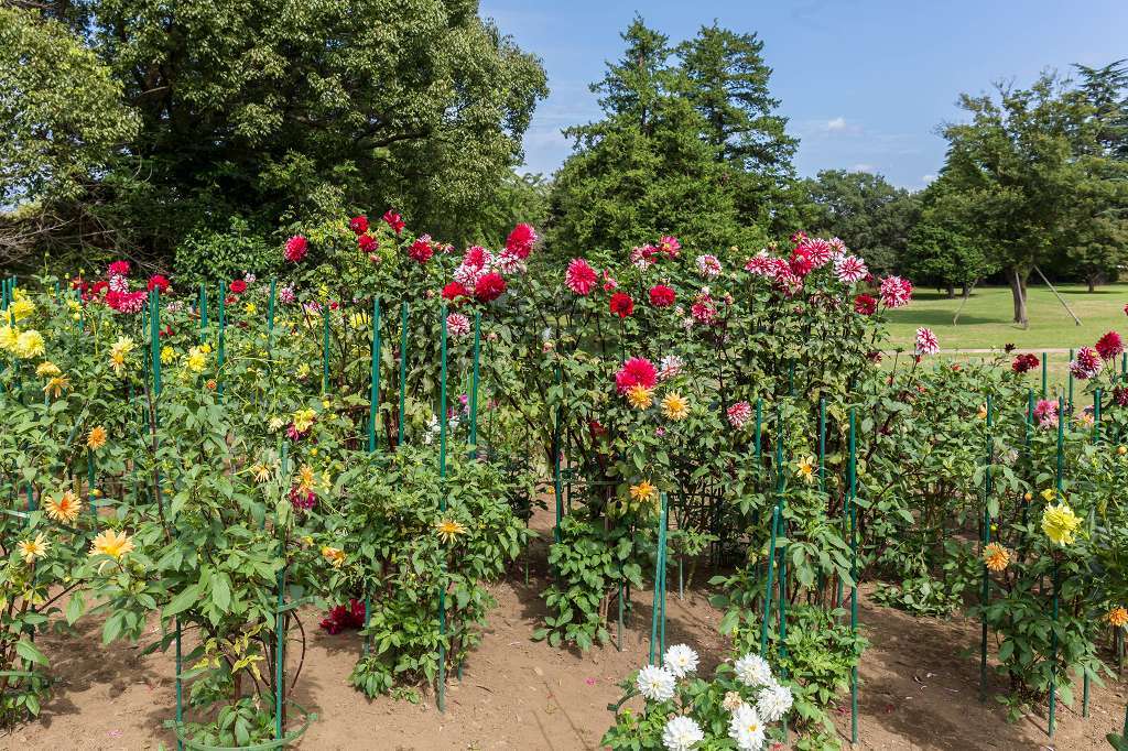 百日草の花に来たシジュウカラ_f0044056_09313913.jpg