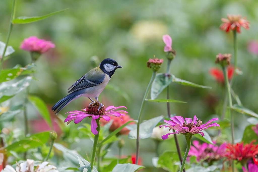 百日草の花に来たシジュウカラ_f0044056_09383429.jpg