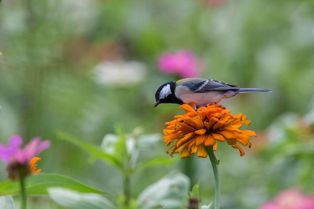 百日草の花に来たシジュウカラ_f0044056_09385276.jpg