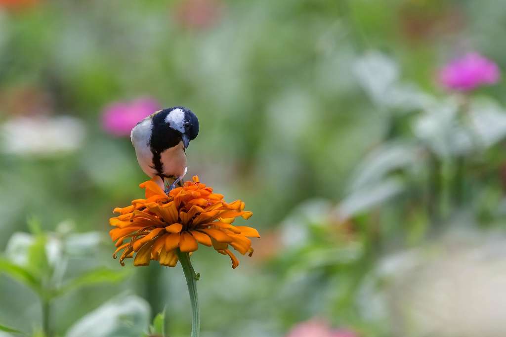 百日草の花に来たシジュウカラ_f0044056_09391273.jpg