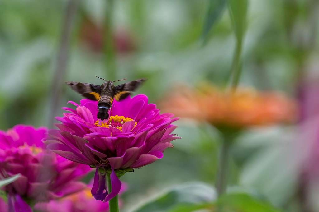 百日草の花に来たシジュウカラ_f0044056_09394896.jpg
