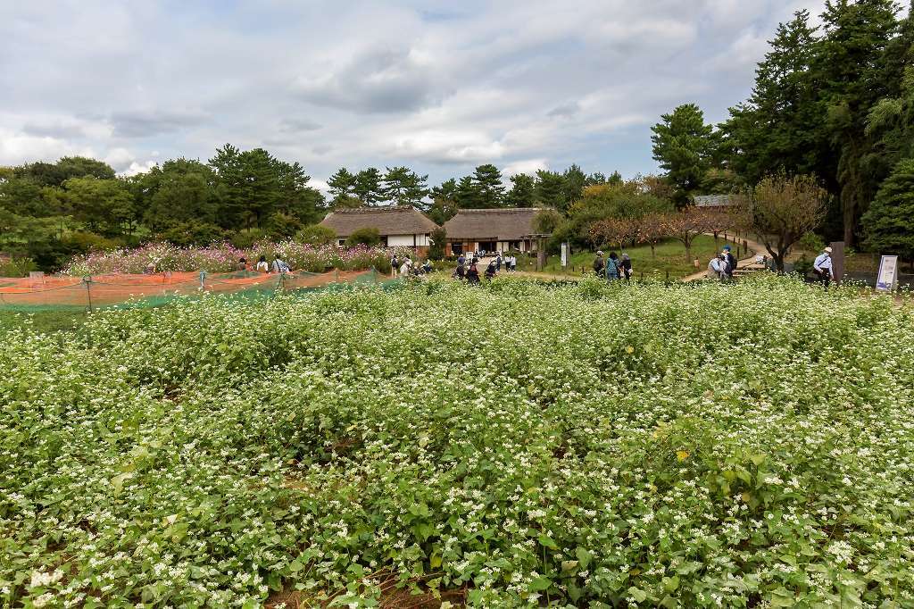 コスモスと古民家_f0044056_14234583.jpg