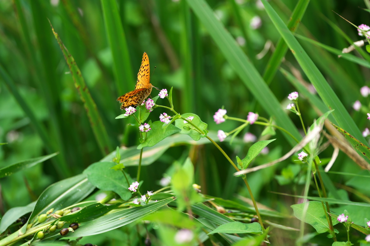 花盛り　ミゾソバ（溝蕎麦）と蝶_a0083081_15382664.jpg