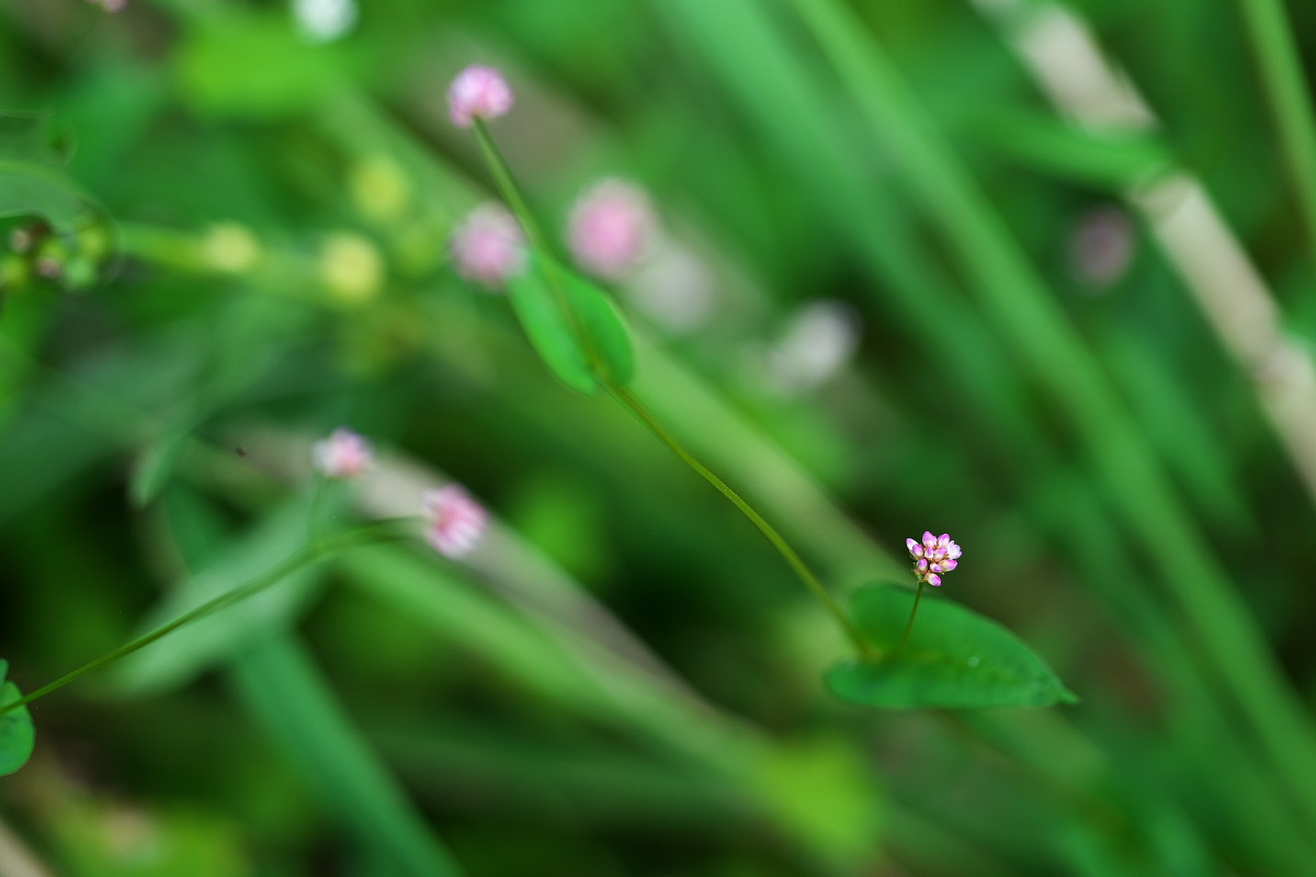 花盛り　ミゾソバ（溝蕎麦）と蝶_a0083081_15471869.jpg