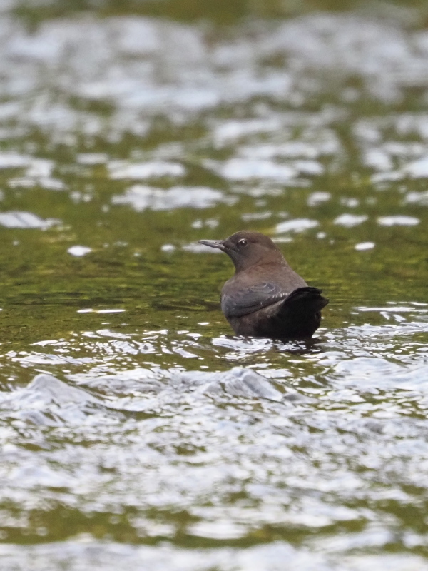 湯川で憩うカワガラス_a0383581_12373840.jpg