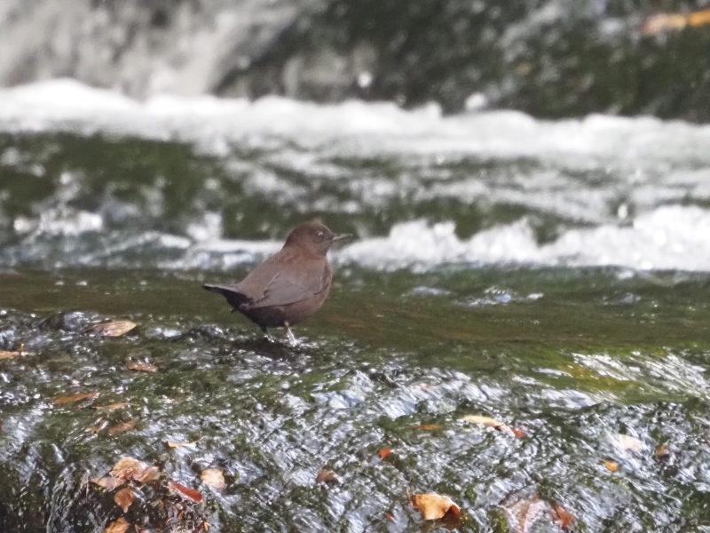 湯川で憩うカワガラス_a0383581_12373879.jpg