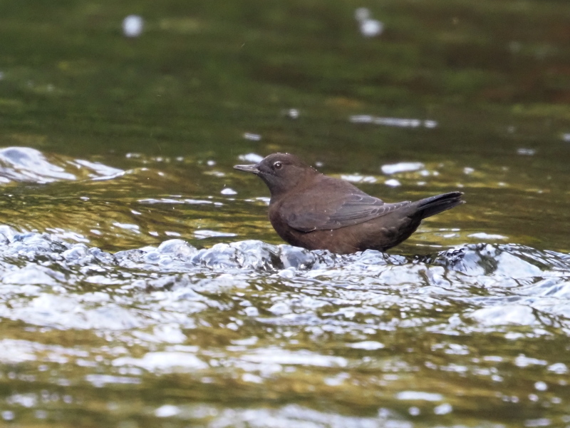 湯川で憩うカワガラス_a0383581_12373881.jpg