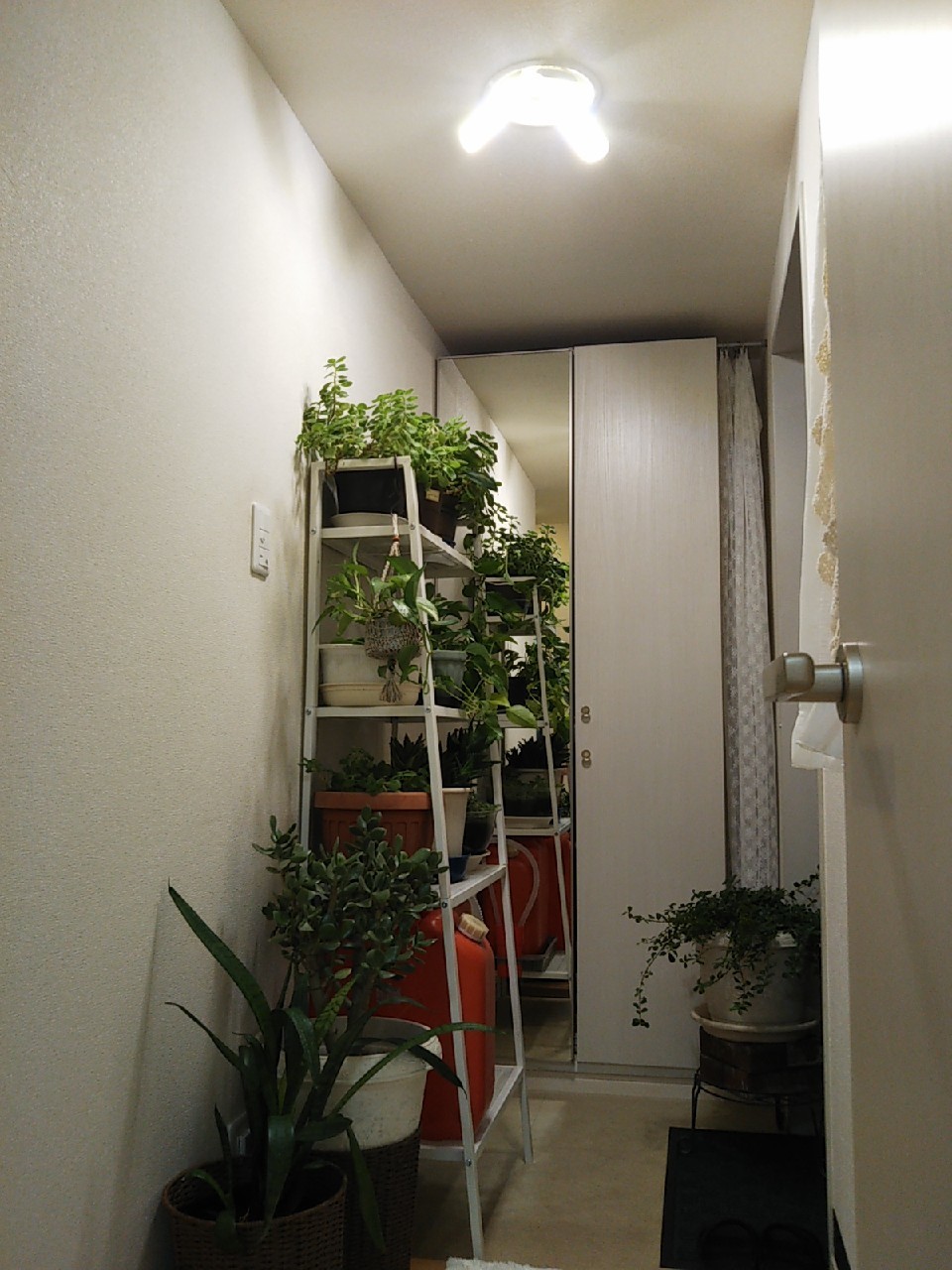 植物育成ライト おうち大好き 植物育成ライト おうち大好き