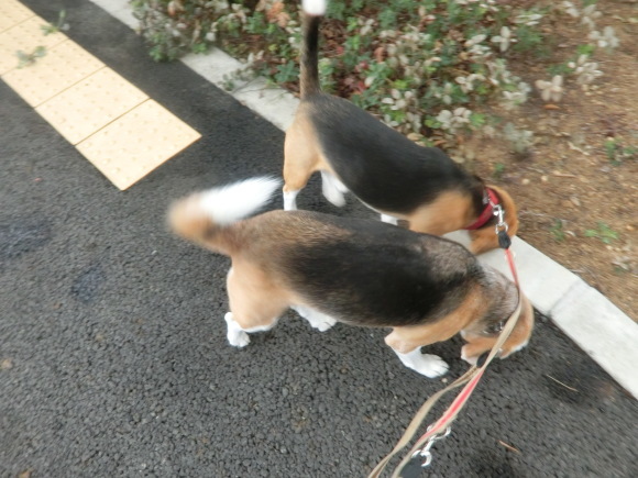 クラウスがギョッとした雨の１日_a0319693_21571916.jpg