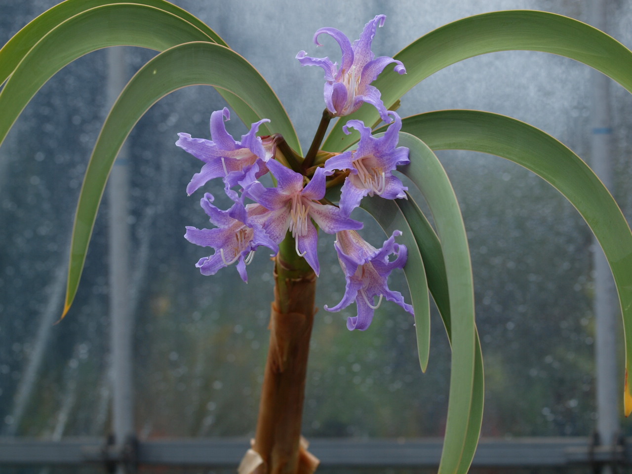 ブルーアマリリス満開 : Flowers.