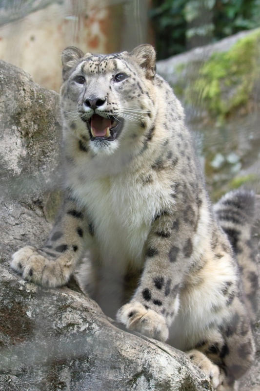 ジャンプして ドヤ 跳び下りて ドヤ のユキヒョウ フクちゃん 旅プラスの日記 ジャンプして ドヤ 跳び下りて ドヤ のユキヒョウ フクちゃん 旅プラスの日記