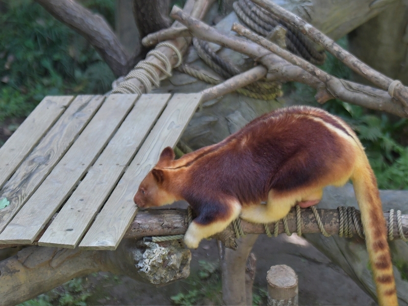 美味しい葉っぱを食べた朝、新しい止り木を見つけた朝_a0164204_12025710.jpg