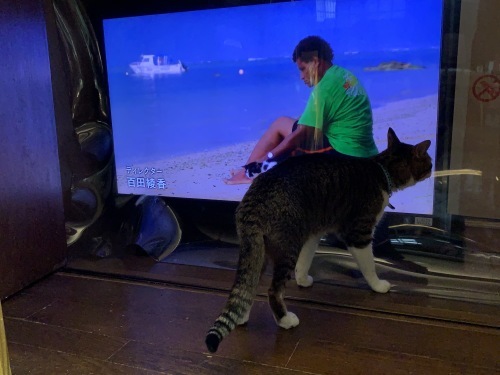 大きいねこさん りきの毎日