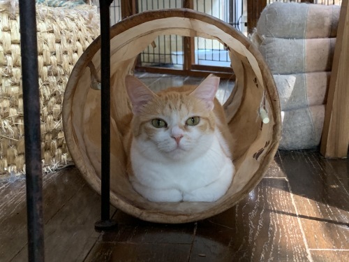 大きいねこさん りきの毎日