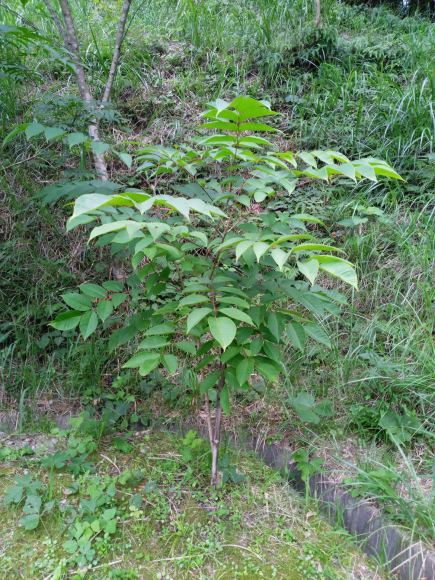 漆の木 心の時空
