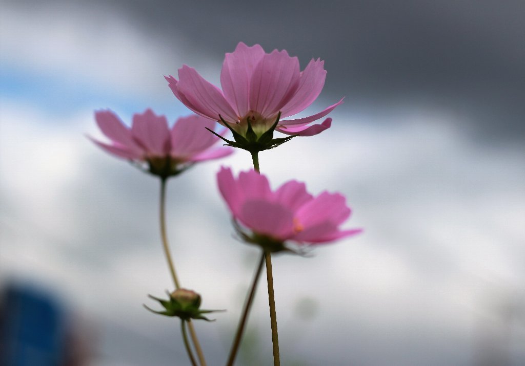 秋桜 日々雑感