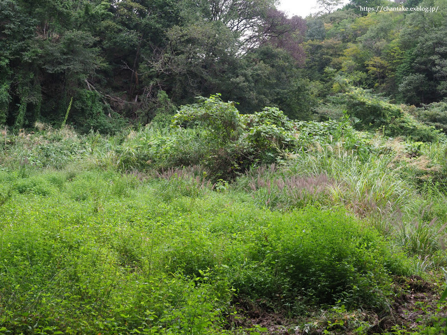 ミヤマアカネ_c0189013_05520454.jpg