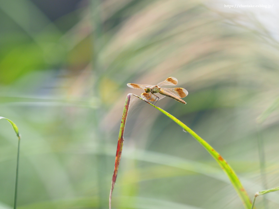 ミヤマアカネ_c0189013_06015061.jpg