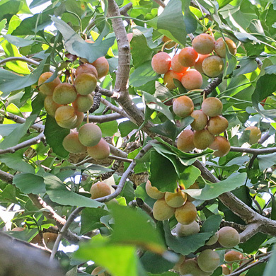 イチョウの「たね」_c0190915_12471107.jpg