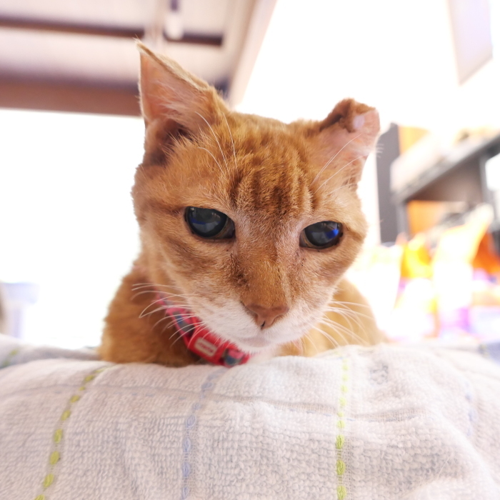 ラッキーさん お家猫化計画_f0050534_10321783.jpg