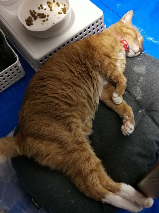 ラッキーさん お家猫化計画_f0050534_10404523.jpg