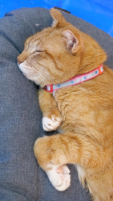 ラッキーさん お家猫化計画_f0050534_10405610.jpg