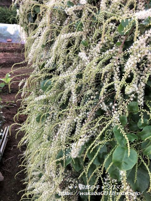 おかわかめの花が満開でした 自然のキャンバス