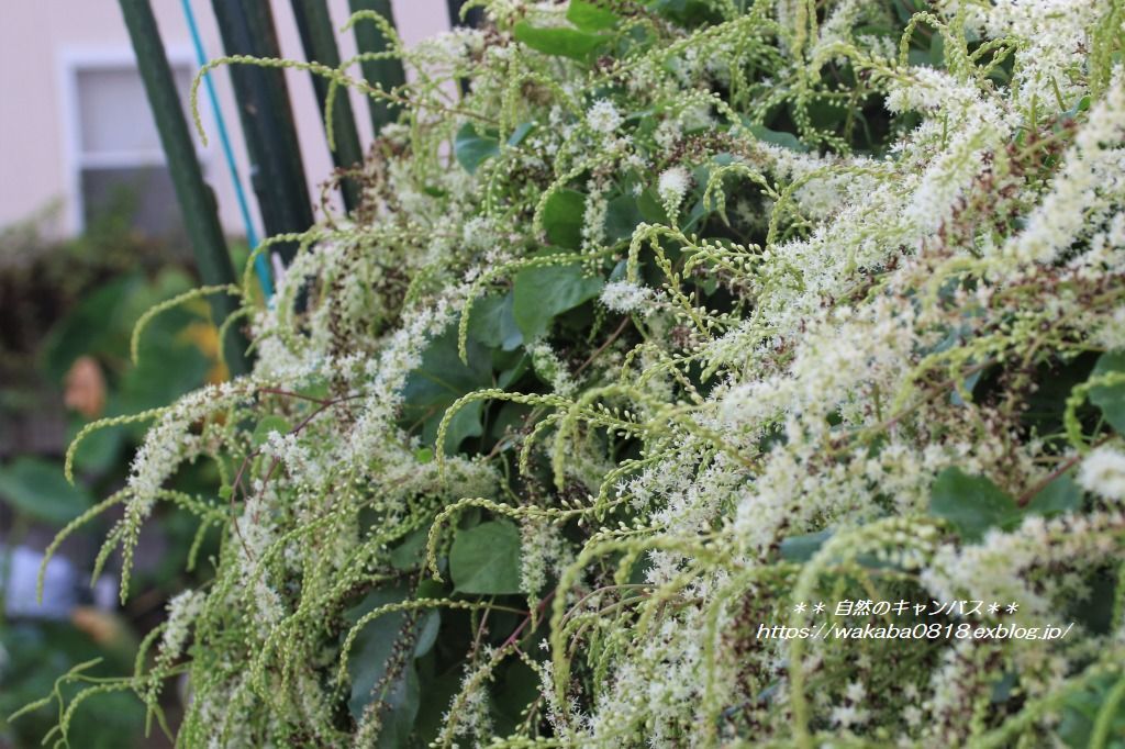 おかわかめの花が満開でした 自然のキャンバス