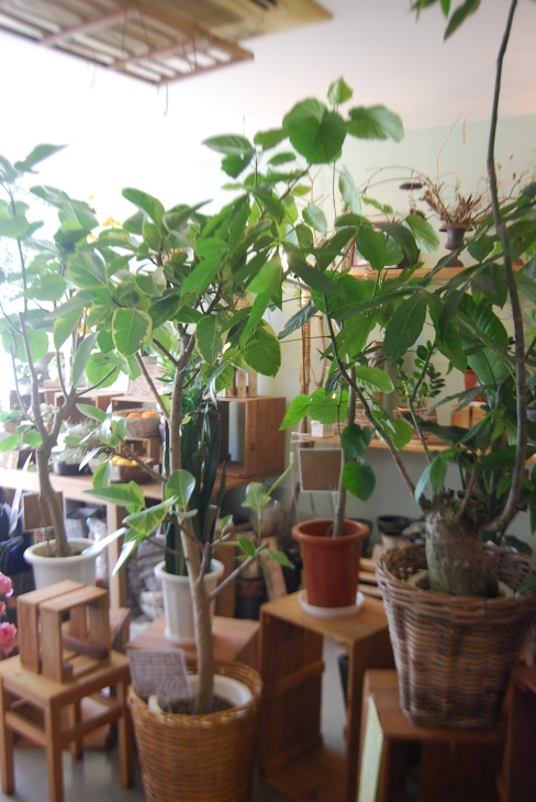 観葉植物を楽しむ_a0201358_17565949.jpg