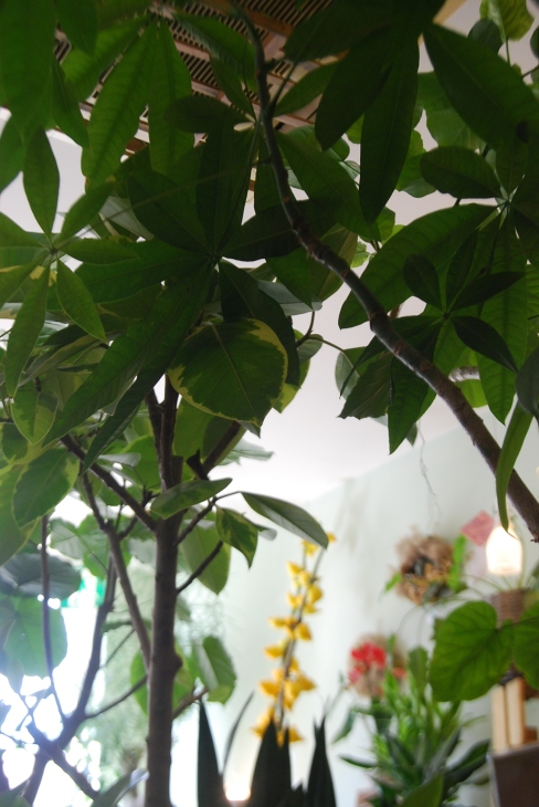 観葉植物を楽しむ_a0201358_17571372.jpg