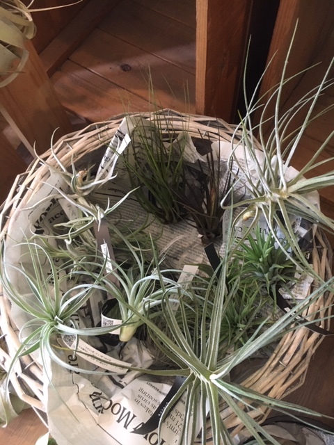 観葉植物を楽しむ_a0201358_18011794.jpg