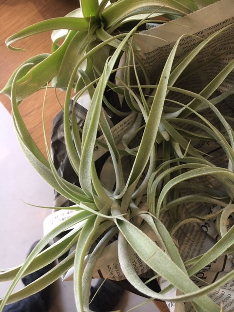 観葉植物を楽しむ_a0201358_18012757.jpg
