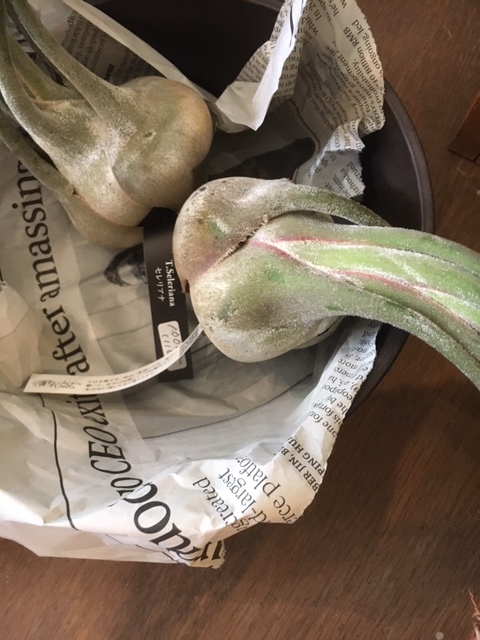 観葉植物を楽しむ_a0201358_18013833.jpg