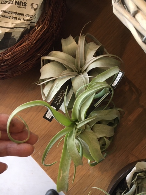 観葉植物を楽しむ_a0201358_18014875.jpg