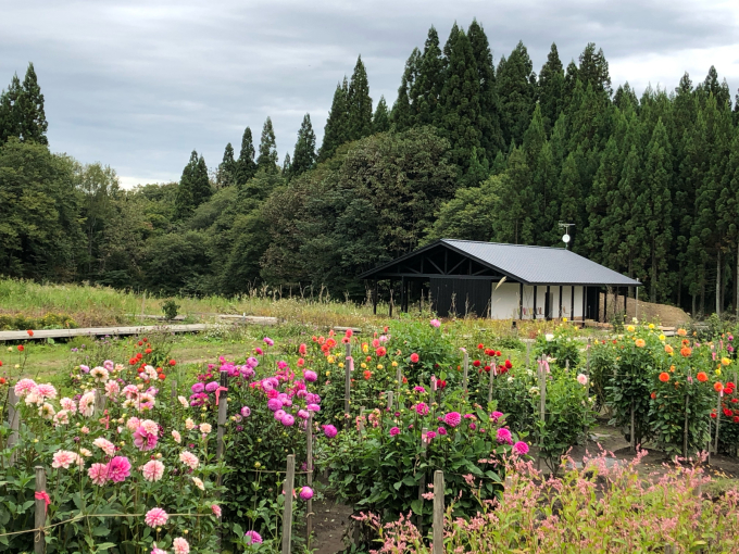 秋のお花_b0093660_18442749.jpg
