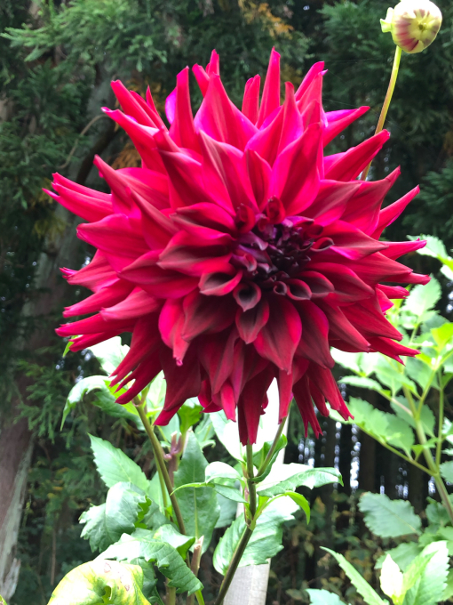 秋のお花_b0093660_18450486.jpg