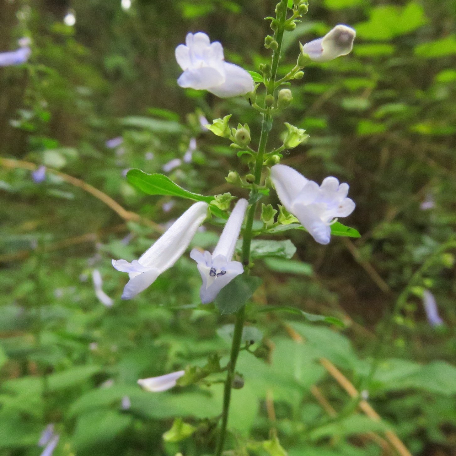 九千部岳からの寄り道花散歩_c0042869_06242433.jpg