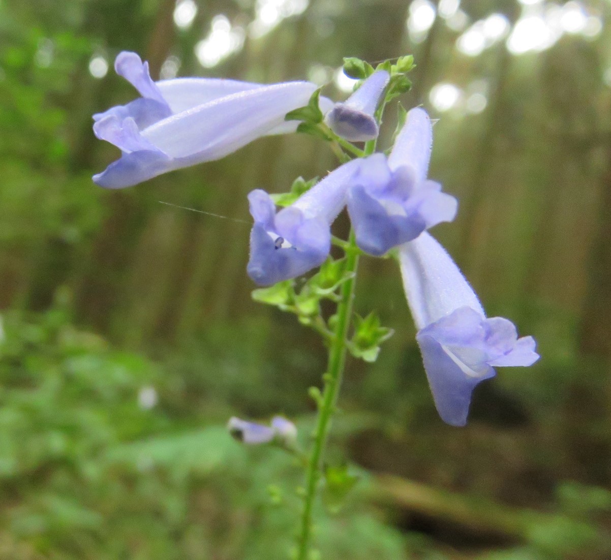 九千部岳からの寄り道花散歩_c0042869_06242867.jpg