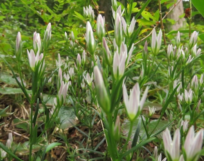 九千部岳からの寄り道花散歩_c0042869_06244668.jpg