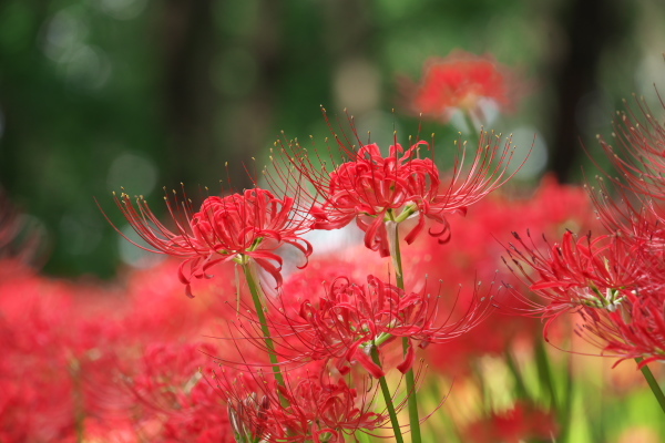 彼岸花２０２０　昭和記念公園編_f0233999_20260667.jpg