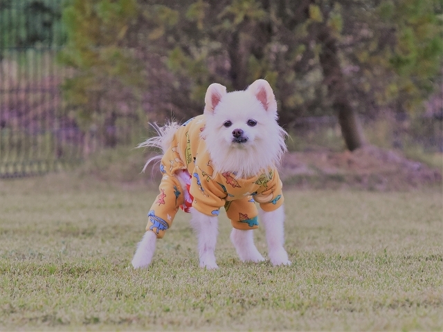 体調を崩したハッピー_d0360206_23213433.jpg