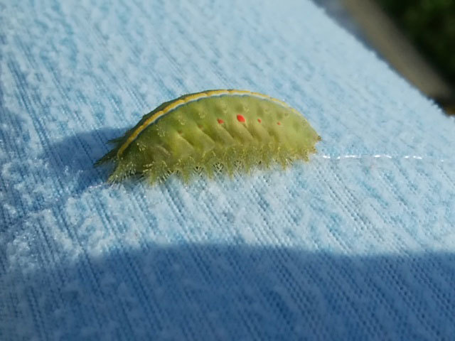 ベランダに突如現れた幼虫 昆虫ブログ むし探検広場 ベランダに突如現れた幼虫 昆虫ブログ むし探検広場