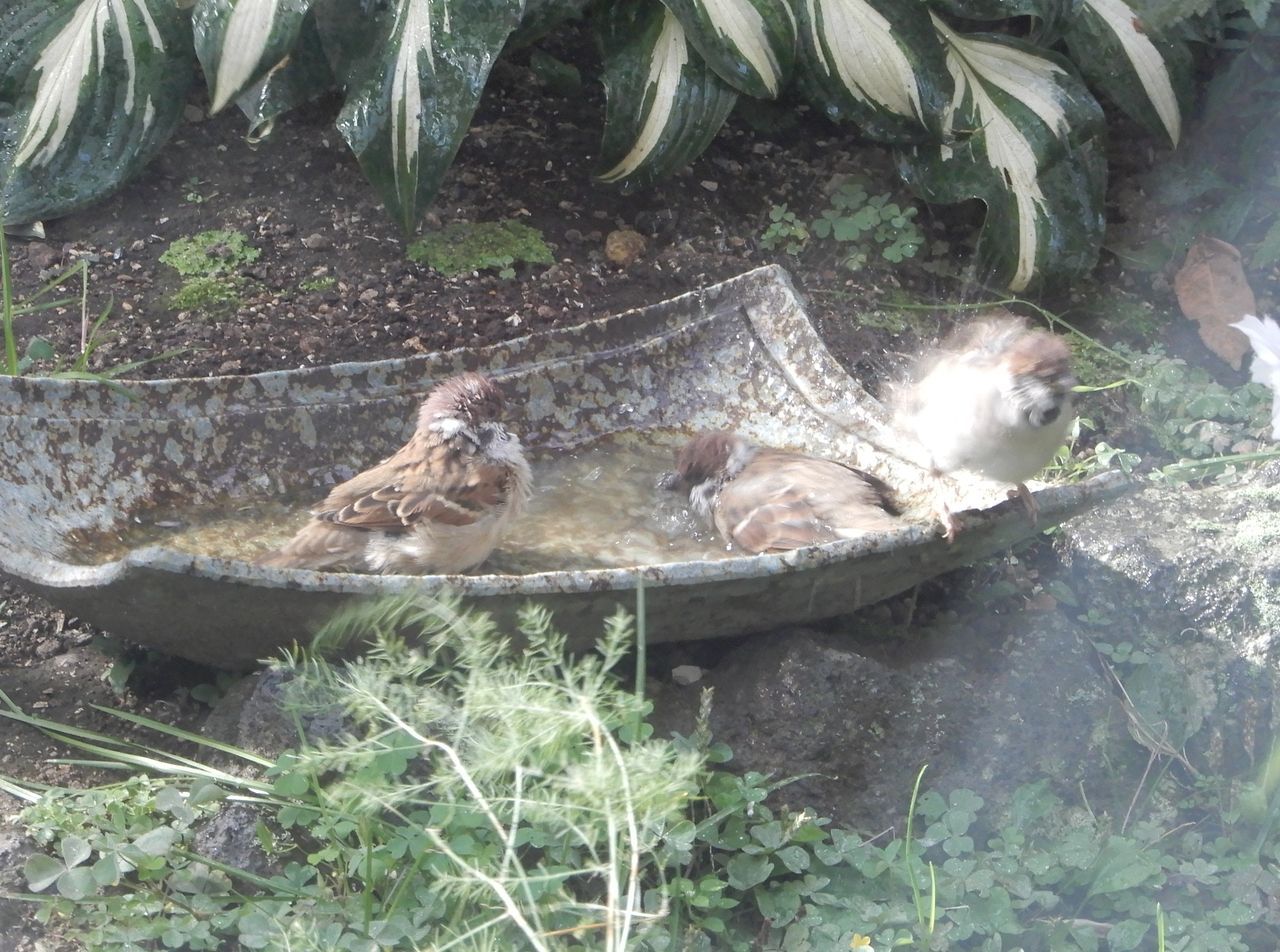 スズメの水浴び_c0025115_22094379.jpg